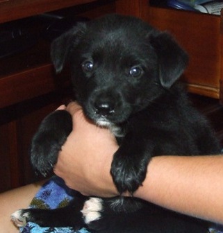 Martina